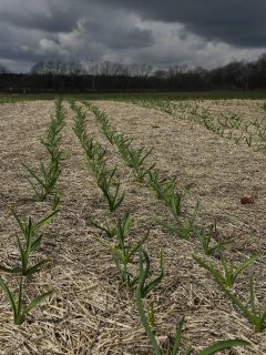 Kinda cold day, but got half the garlic fertilized. Perfect timing. Helped some though the alfalfa mulch that was a bit too thick. These beds are the Music Hardneck. Tomorrow will get the elephant garlic and the Kettle River Giant. #monday #april #garlic #favorite #plant
