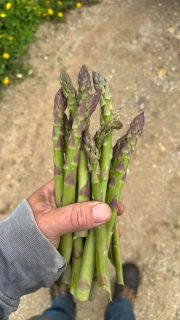 Should be back in full swing now. The last frost knocked down everything and that was after the hail storm.. probaly 3-4x this tom, then again next day.. and the next day… lol
#foodie #organic #asparagus #april #2026