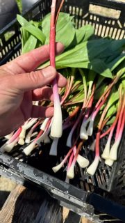 Huge thanks! 
Community supported!
What a special list to name!
We can’t thank you all enough.
It’s short and sweet, but what a great Ramp season.

@carino_chicago 
@smythchicago 
@alinearestaurant 
@nextchicago 
@plumerockford 
@thenorwegianrockford 
@genisajanesville 
@hiddencrk 
@psbrewingco 

It’s a super honor to work with all of you!
We can’t do this without you. 

💚💚💚💚💚💚💚💚💚💚💚💚

#food #friends #family #farm #chicago