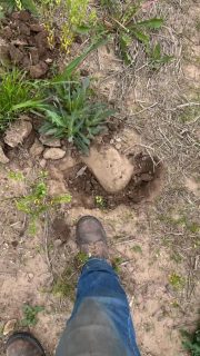Fun fact! Lol. @case_ih used to test their trip plows on our fields back in the day. We have piles of these rocks. I saw the top of it and got out to pick it up before the tiller found it. 45 min later we have a 4-500lb boulder. We find a few a year now. 
#rocks #boulder #foodie #farm #caseih