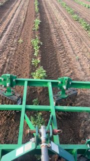 1st hilling on the spuds. Will come back w some discs and pile it on. Looking about perfect. #organic #potatoes #spuds #spudlife