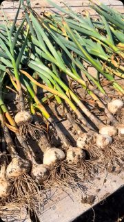 I kindly asked @yayyosa to help me today on her day off while @pals.julie was @beloit_farmers_market We absolutely crushed it! 4 more rows to go! This was the 2nd row of Music Hardnneck and the row of elephant garlic. Great day! Thank you @yayyosa 
#saturday #music #garlic #harvest