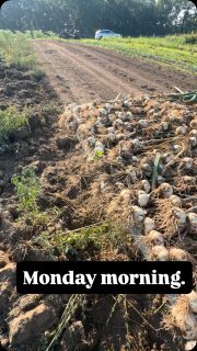 Get up early and get it done. #monday #garlic #garlicseasondone