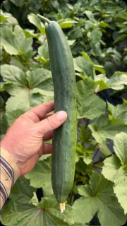 Started in the field, ended in the greenhouse. Some of the best cucumber plants we have ever grown. 
Greenhouse
Shintokiwa 
Japanese Burpless
I thought today was gonna be relaxed, moving irrigation around and turned into a monster of a day in the sun. 
Jules made some big batches of sunshine jam, which is a blueberry and lemon combination that is absolutely delicious.

#sunday #raindaysorworkdays #sundayfunday #hot