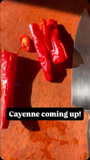 We are making organic cayenne powder! Will be available in a week! #organic #cayenne #favorite #redember