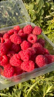We don’t do this often, but we’re gonna open up the U-Pick raspberries today. Let us know a time and we will reserve that timeframe for you.
#raspberry #organicraspberries #sunday #yum