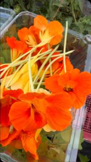 Gotta get them early as possible with the heat.
#chicago #chef #nasturtium #perfect #beautiful
