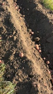 Its only 10:30am. Quite the morning. Honestly, were not ready to get all this winter squash, but… sadly the squash tells us what to do. And the potatoes. And the tomatoes. And every plant on the farm. Have a great Sunday! 
#sunday #sundayfunday #fall #harvest