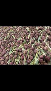 Had a really great red onion harvest! Drying/curing in barn for next 2 weeks. Absolutely beautiful!
#tuesday #red #onions #organiconions