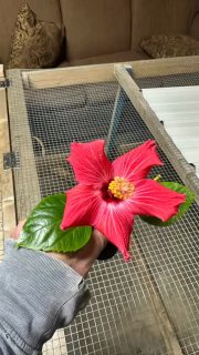 Cloned a bunch of Hibiscus and Rosemary! Going to alot of Rosemary next season! 🌺 Will have pink amd yellow Hibiscus available this spring! 
#roots #clone #rosemary