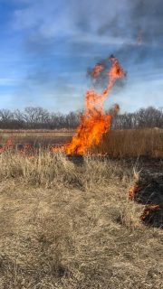 Burned the asparagus off.. then I looked over at this piece that we let go fallow after the pigs 2 years ago.  So I burned that lol. Going to seed it down quick with a clover, radish, mustard mix, then in about 2 months the new pigs can move back in and eat whatever they want. 🔥🔥🔥🔥🔥 #friday #fertilizer #carbon #fire