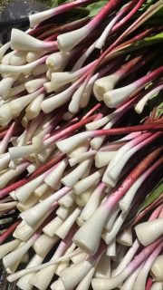 Ramps getting cleaned up! Love this season! 
Orders open.
#food 
#chicagochef #chicagorestaurants 
#ramps  #love