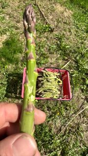 Never had hail damage on asparagus… #saturday