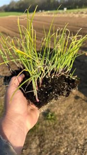 Got some more shallots in. Off to dig ramps! Good sunday! #food #farm #shallots #ramps #sunday