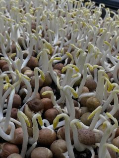 Never gets old. Going from dark to lights. Will be green in 2 days. pea shoot trays available. 
#foodie #farm #peashoots #microgreens