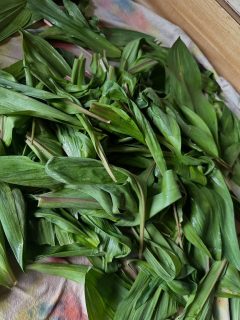Pesto is ready! Something just hits different with ramp pesto. Maybe its the forest floor nutrients.. One  of my absolute favorite foods. 
Ingredients.
Sunflower seeds
Parmesan
Lemon
Ramps
EVOO
 DM for details and inquiries. 
#pesto 
#ramps
#EVOO
#pestogang