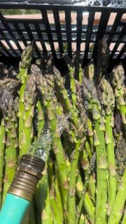 Nice morning haul! I’d say were back after the cold spells. Asparagus prime time next 3-4 weeks.
#primetime #foodie #farm #organicaspaeagus
@chudachode