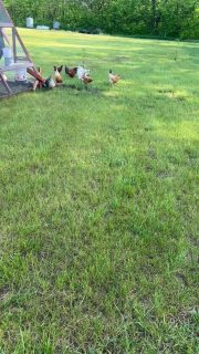 Morning chores. Have lots of eggs available. 
Certified Organic grains.
Meal worms
New grass everyday. 
Sometimes pineapple scraps.
Be hard to elevate their diet. 
#food #eggs #thebest #orgainiceggs