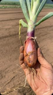 @yayyosa and Jules crushed these shallots while I did Chicago deliveries. Lucy had her supervisor hat on to keep the pace up. 
Teamwork makes the dream work. 
Probably the best shallots we have ever grown. Available now fresh or you can wait for them to cure. #thursday #shallots #chicago #farm
