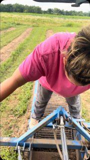 Getting some reds before the rain. We switched over to the V plow after this run and have very minimal skin damage now. Just took 3 rows before I used my brain…. #spudlife #red #potato #organicpotatoes