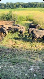 New pasture for the crew. This is full of radish and mustards and some other crops. They have access to everything behind them for the rest of the season, but we move them incrementally and let them basically work each section before a new one. This will be winter squash in 2027. #organic #organicpork #bacon #baconseeds