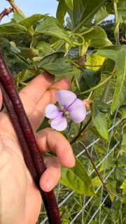 Garden walk turned into some harvesting. Great sunday. Fresh list out. Some new things! Garden is in full bounty mode! Wait for months and months and months. Then you get to see all the colors! 
💚❤️💜💛🧡🩷
#sunday #funday #harvest #summer #swing