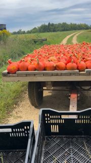 Red Kuri in! @letjoshcook13 @psbrewingco 
Cant wait for some red curry “kuri” shrimp! Great harvest this year. Last season I think we got about 40 total. Great morning! 
#food #farm #foodie #awesome