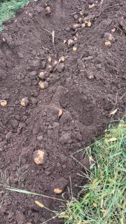 Satina Golds! Pretty much a record crop. These were planted into a mustard field that winter killed. Almost zero bug pressure, almost zero rust. Pretty happy potato farmer here.
#organic #foodie #organicpotatoes #beautiful
