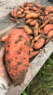 Pretty good day. Got the 1st row of sweet potatoes out! Got the fabric all cleaned up as well. 5 more rows to go. Did some lunch and decided to grab some winter squash. Theres alot more to go. One step at a time. 🙏
#food #farm #sweet #friday