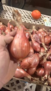 Some of the best shallots we’ve ever grown!
Thanks Chefs!
@smythchicago
@theravenrockford
@plumerockford
#foodie #farm #shallots #organic