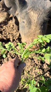 Opened up another couple acres. They take some coaxing. They know where the wire was and have to learn its gone. Really great Berkshire group this year. Will probably use the same breeder next year. 🙏
#bacon #berkshire #kurobuta #organicpork