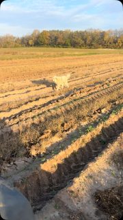 Sub soiling about 2.5’ deep. This was the summer potatoes, will be the garlic patch 2027. Ripping deep trenches underneath what will get plowed and tilled will let the snow melt penetrate in the spring. Will be a record garlic planting and harvest next July. My favorite crop.
🙏
#garlic #favorite #plant #organic #sundayfunday