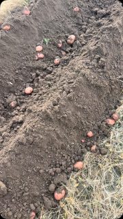 Another row of reds going down! 3 rows left. These reds are some of the best of the year. Best place to store a potato is underground, so we try and keep them there as long as possible. With this rain coming, we’re trying ti get as many as possible. One row of sweet potatoes to get still too.
❤️❤️❤️🙏
#foodie #farm #organicpotatoes #spudlife
