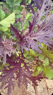 Everyone sleeping on this Mustard Mix. When it says Mustard Greens, I think people have a different picture in their head. Either way, were not. The best salad mix ever with the right acidic dressing.
#farmer #thoughts #beautiful #perfect