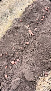 Julie and I worked real hard and fast to get these out today! Rain coming, means no potato digging. Fresh! If you want fresh organic potatoes or anything else!Check our store at 

shop.harrisonmarket.com

Thank you everyone!

#food #farm #organic #spudlife

We deliver orders over $50.