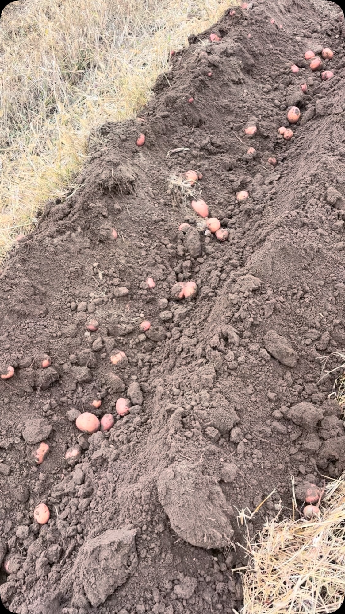 Julie and I worked real hard and fast to get these out today! Rain coming, means no potato digging. Fresh! If you want fresh organic potatoes or anything else!Check our store at 

shop.harrisonmarket.com

Thank you everyone!

#food #farm #organic #spudlife

We deliver orders over $50.